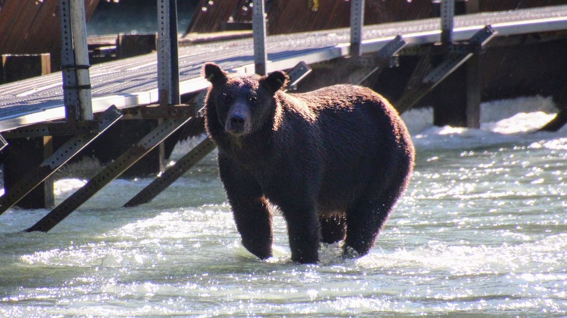 Tag 27: Bärenshow & fantastische Bergwelten - zurück nach Yukon/Kanada