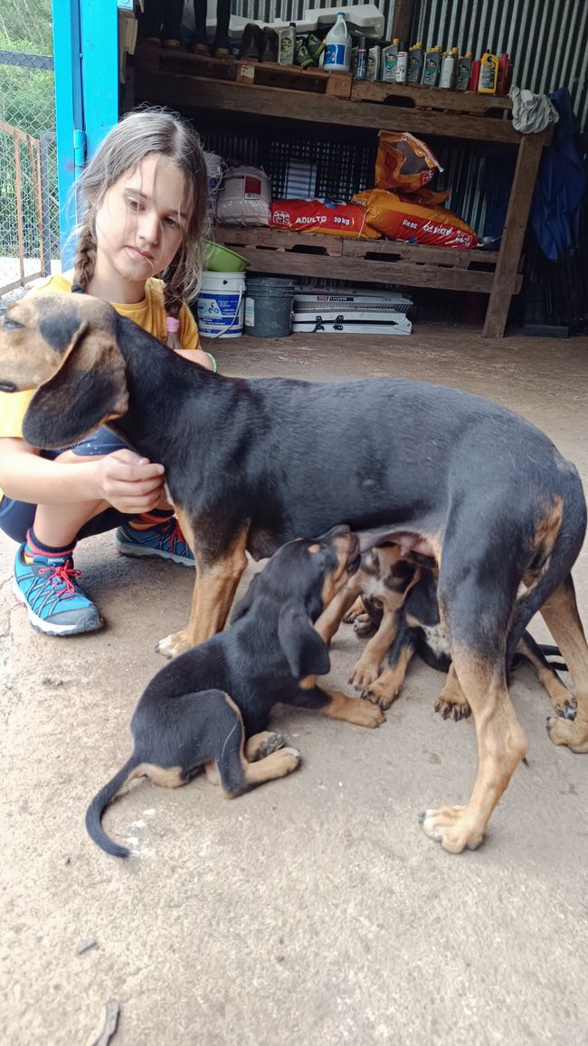 Costa Rica Animal Rescue Center Guayabo