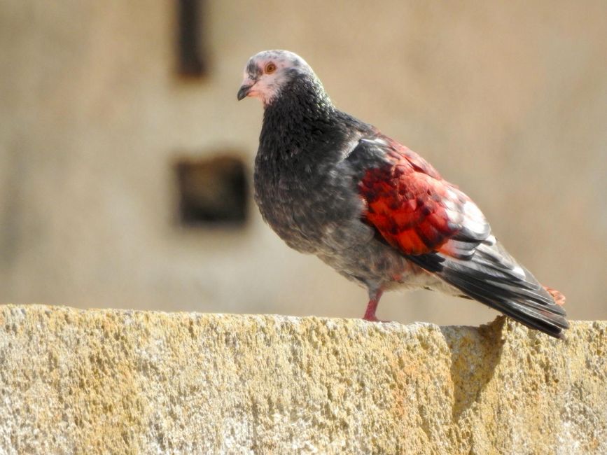 A pigeon marked with red paint.
