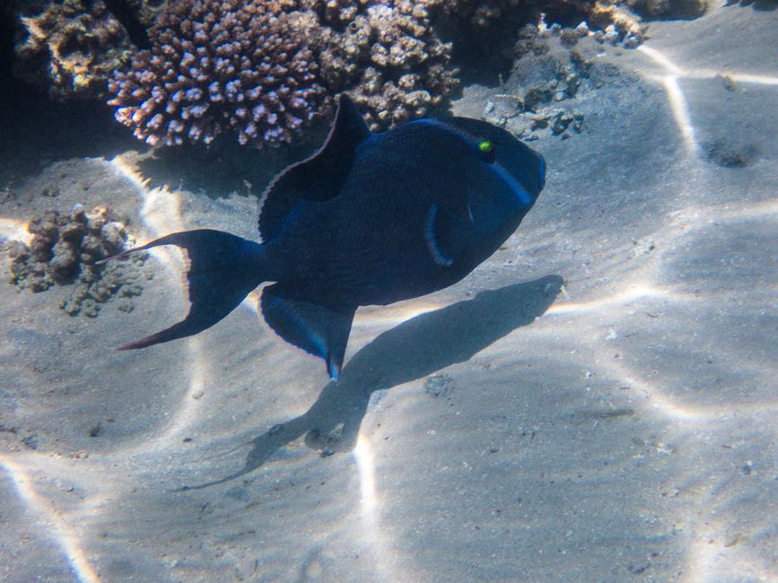Poisson-perroquet à bandes bleues