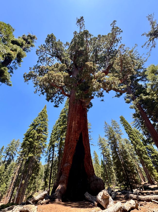 Glacier Point y secuoyas gigantes – los árboles más grandes del mundo