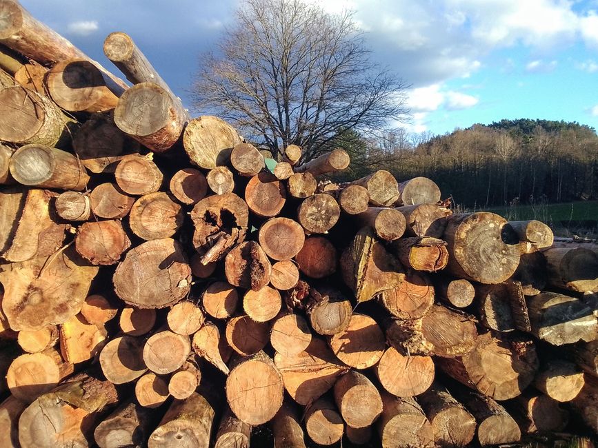 Zeitreise ins Holz, oder wie uns die Alten beschenken wollten 
