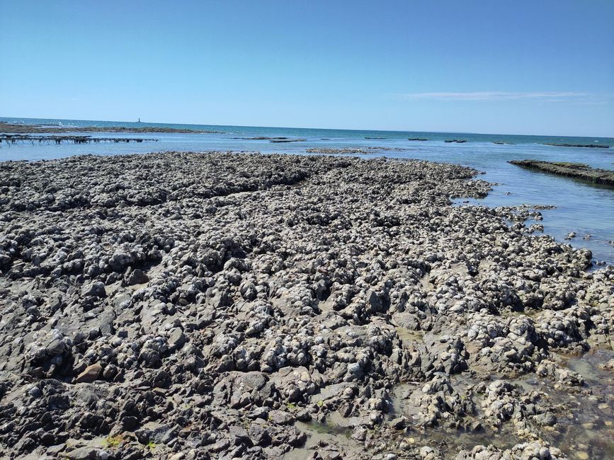 Gouville-sur-mer und die Austernzüchter