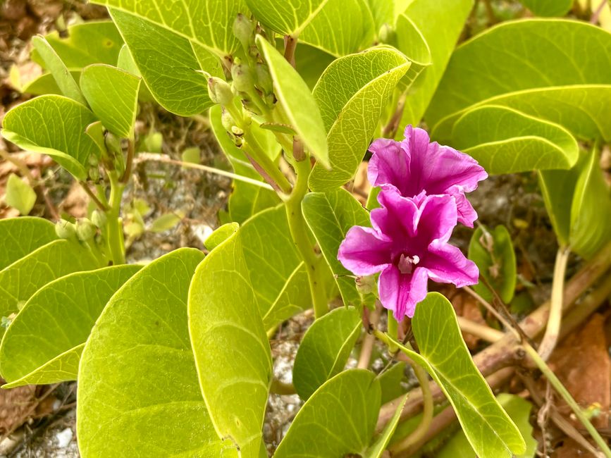 Santa Cruz (Galápagos)