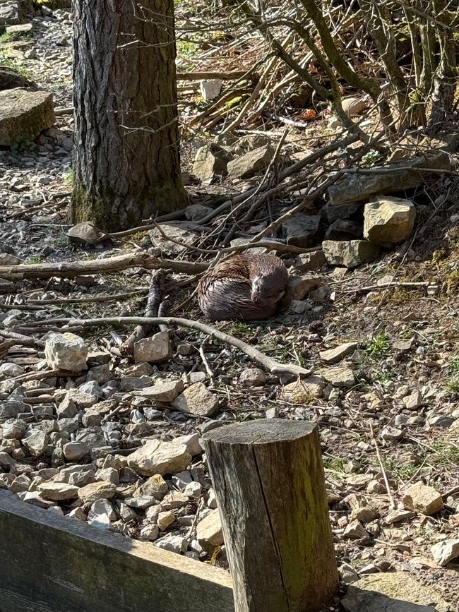 📍Wildpark, Bad Mergentheim/ 📍Wildlife Park, Bad Mergentheim