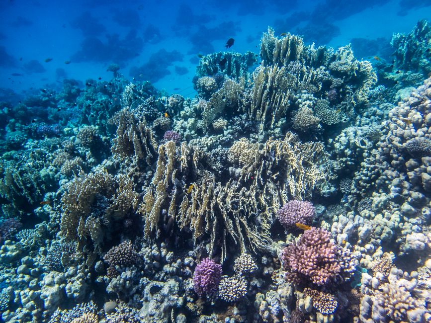 Plongée en apnée dans la Makadi Bay