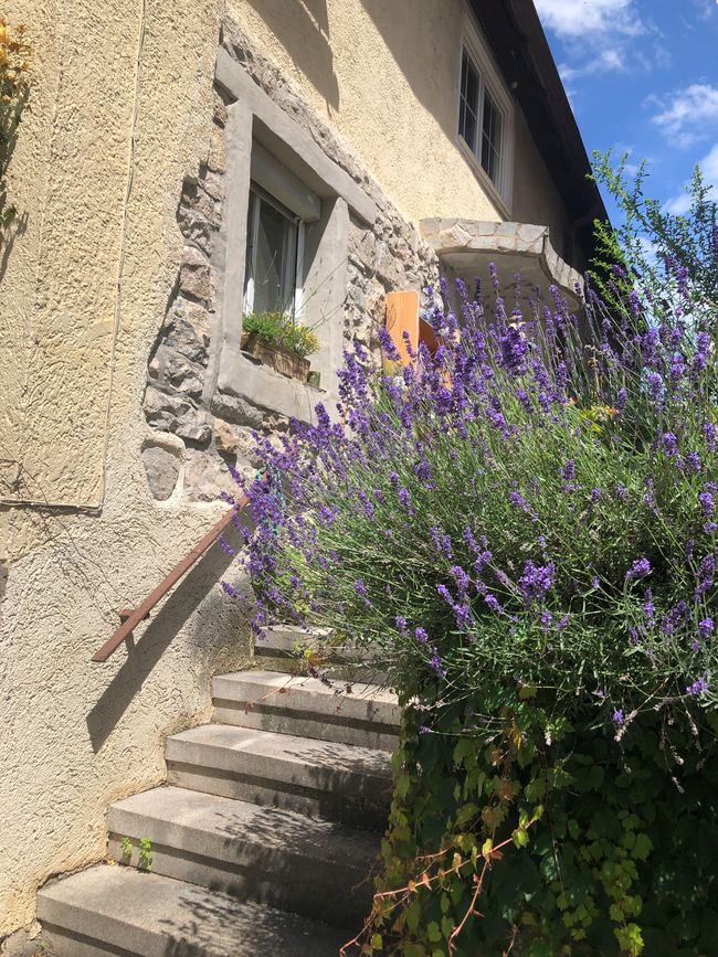 Next to the church in Roßwag a lavender bush blooms luxuriantly