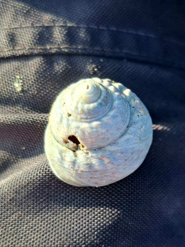 Zauberbuckel