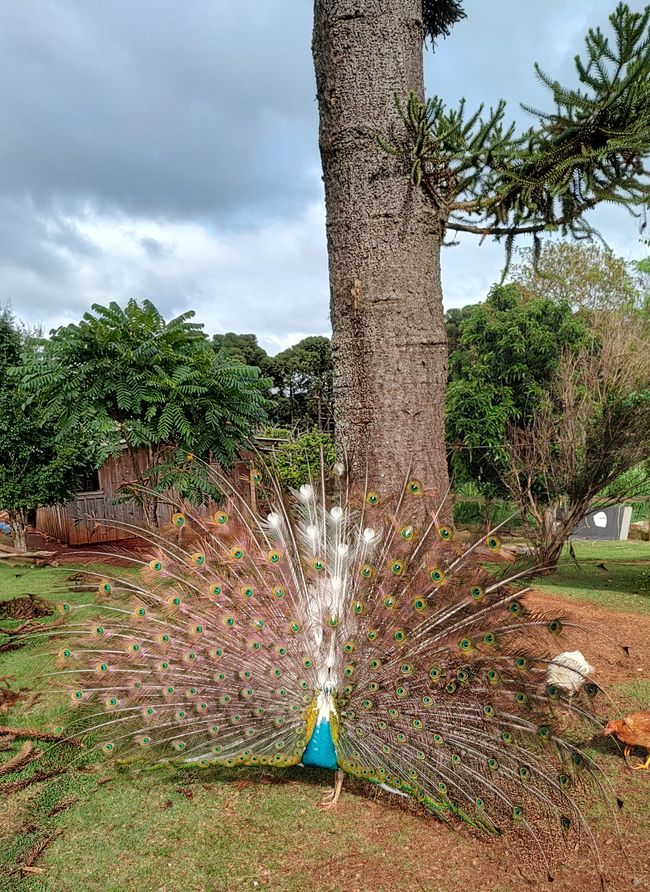 Brasil, Curitiba y viaje en tren por la selva tropical