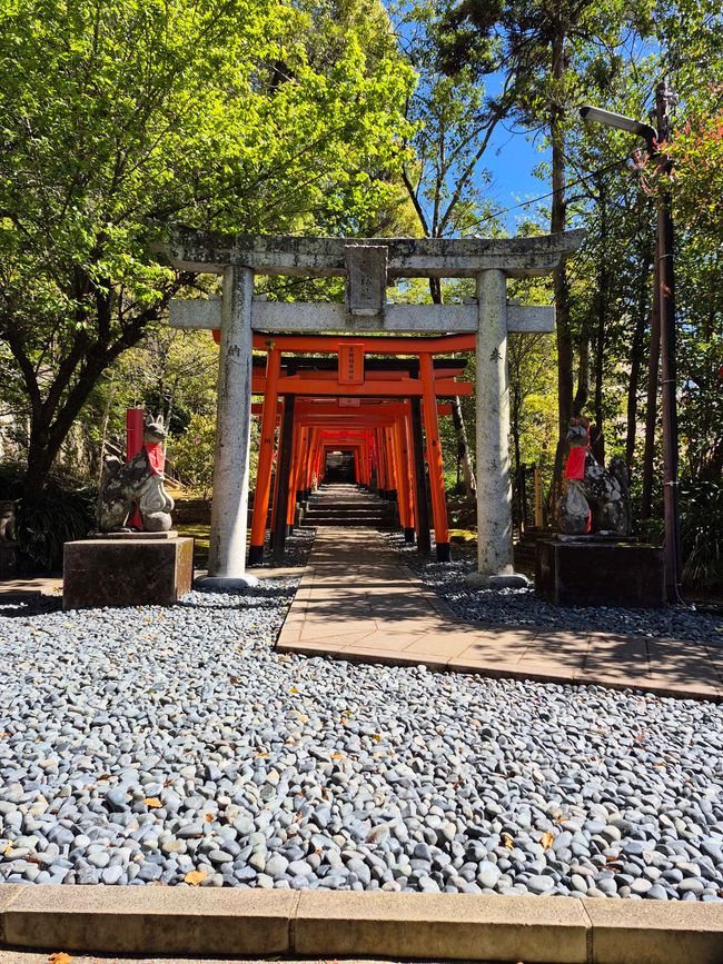 Árbol en el Santuario Suwa