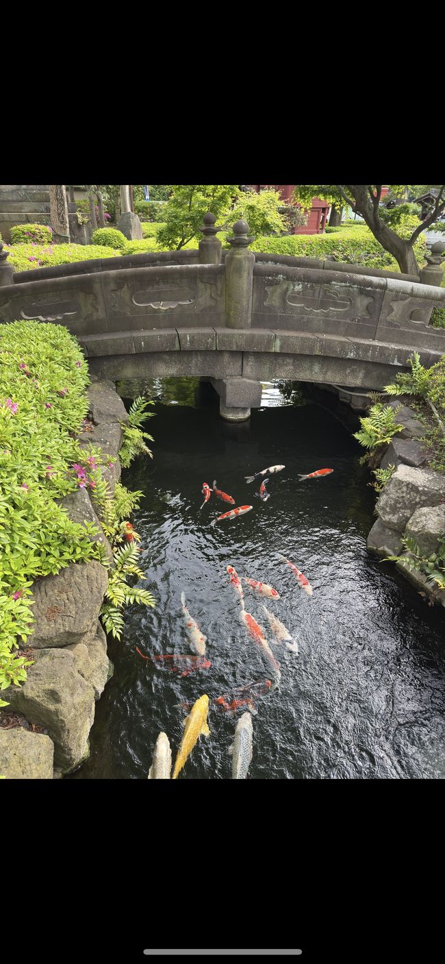 Poisson Koi