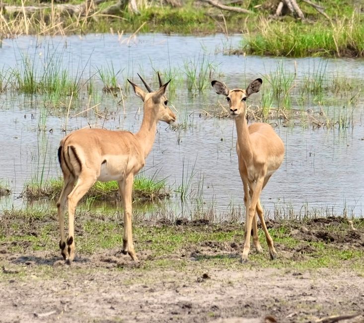 Dusty, Bumpy, Wobbly, von Maun zum Greater Moreni Park