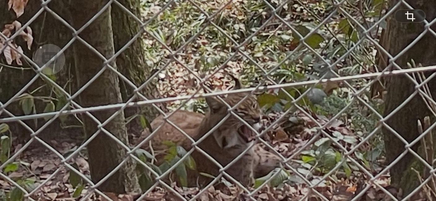 Visite du parc animalier