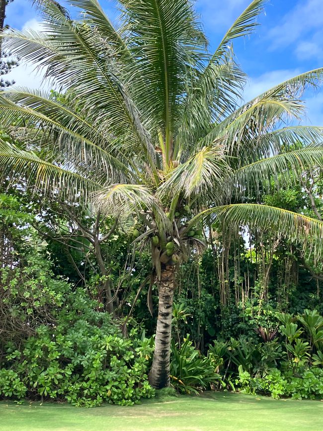 D 20 - 7am Yoga, oceanfront bfast at LavaLava, more running and a nice swim in a pool all to myself 