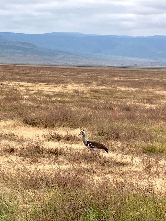 Il Cratere di Ngorongoro