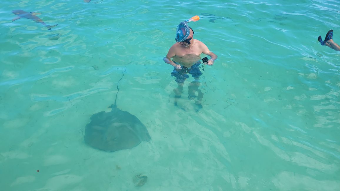 Esnórquel con raya y tiburones en el agua turquesa frente a Bora Bora.