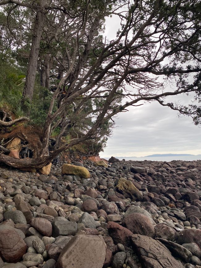 Coromandel loop