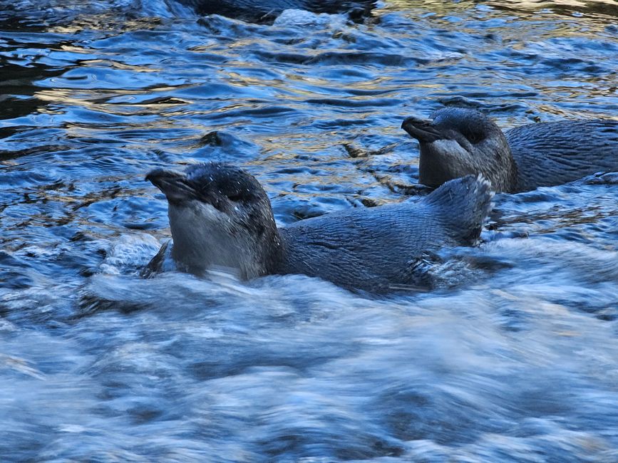 Little blue penguins 