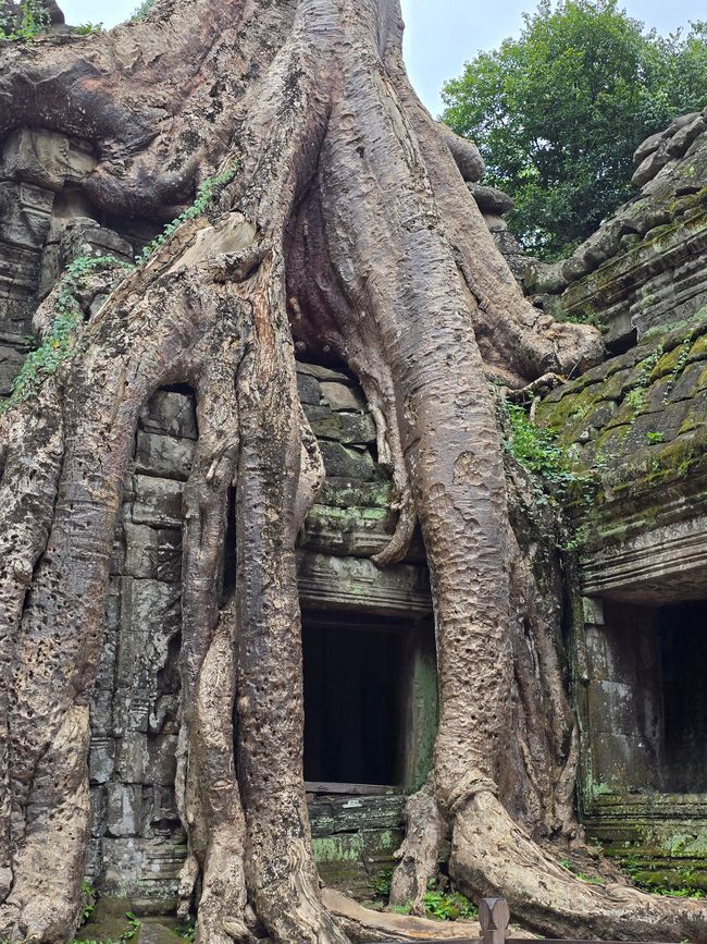 Ta Prohm