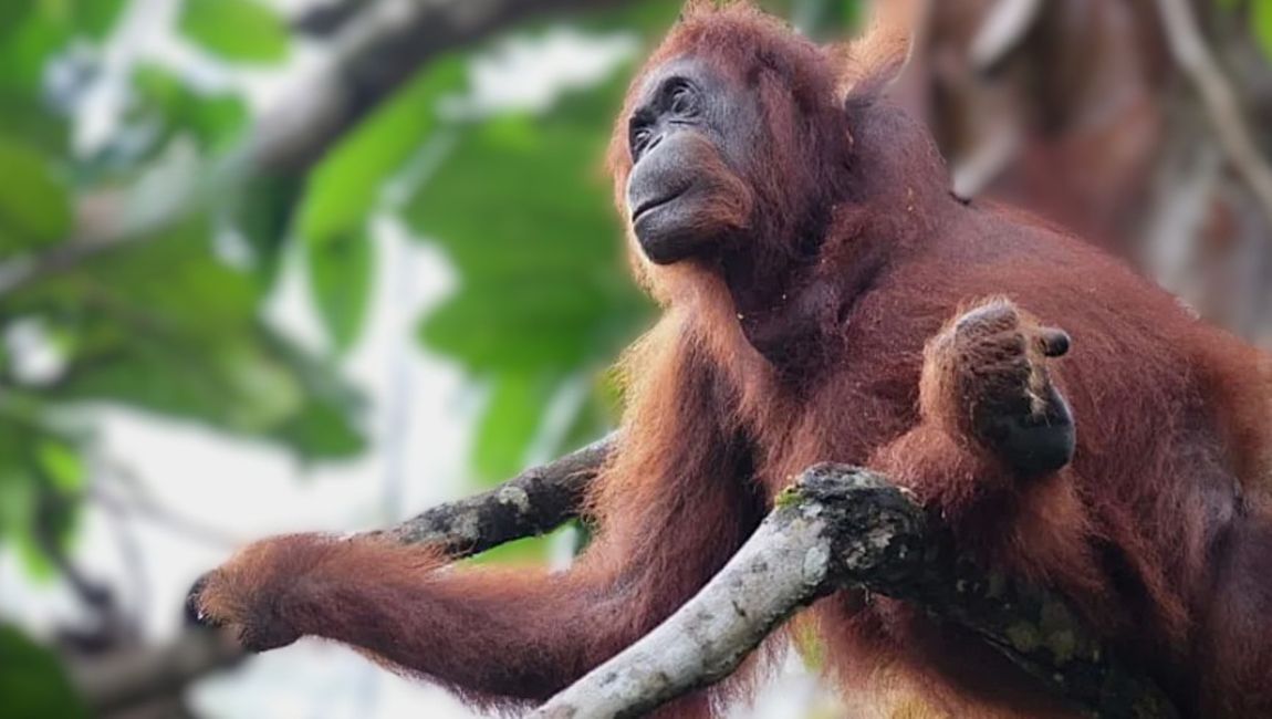 Orang Utan im Semenggoh Wildlife Center