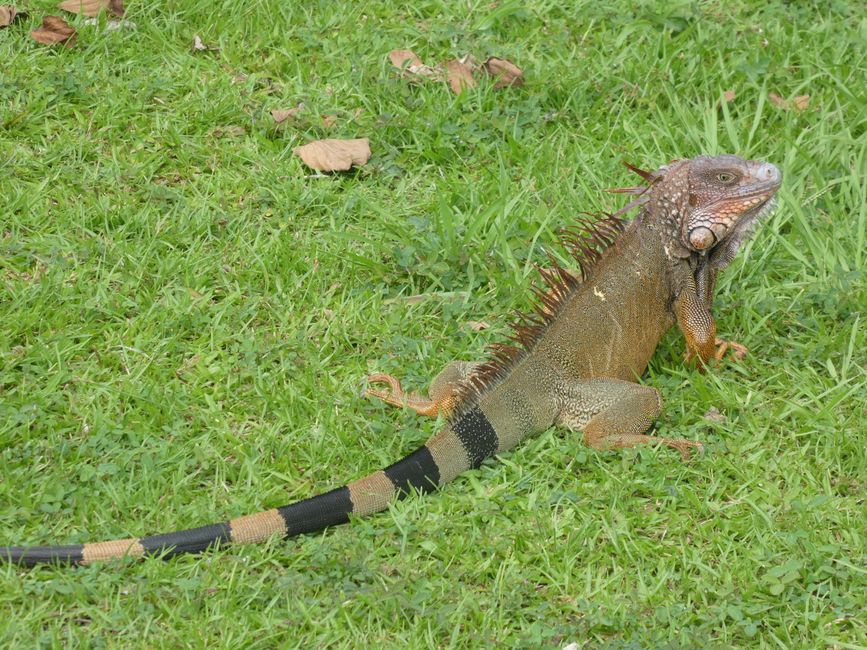 Iguana in the city park