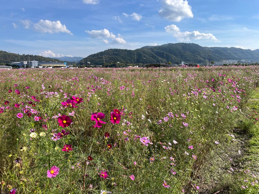 4.Kapitel: Ein bisschen vorzeitig ins Paradies