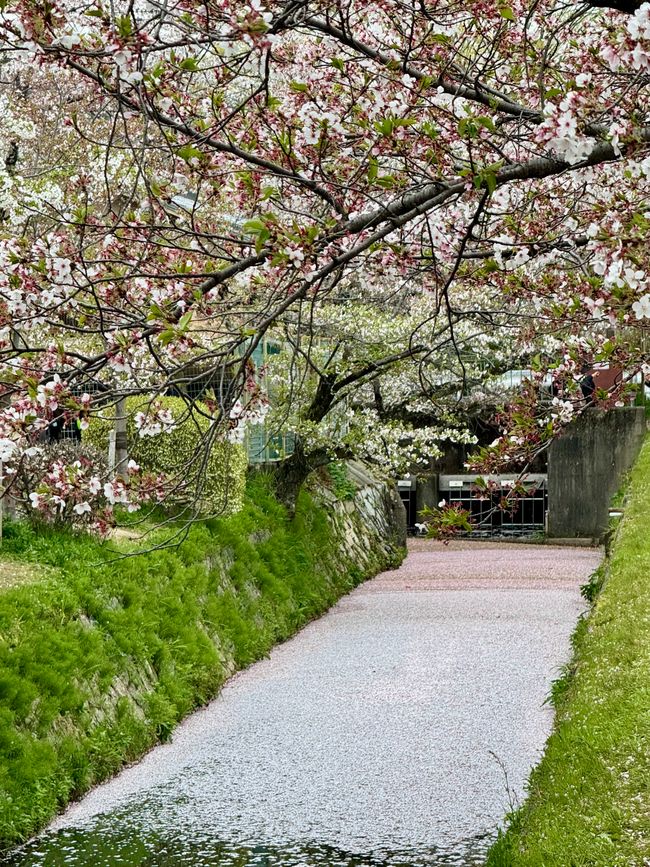 Part 8 Japan 🇯🇵 Kanazawa