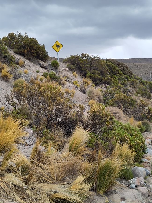 Arica (Chile): Surfen in der Wüste, liebevolle Haustiere und eindrücklicher Chungará-See
