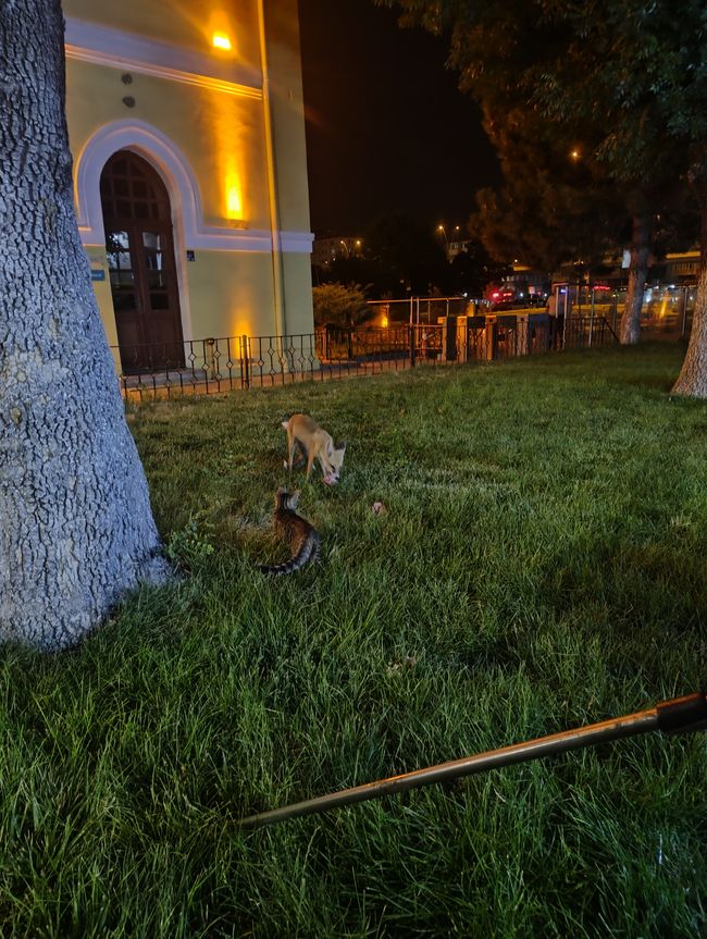 Kayseri - wo Fuchs und Katze sich gute Nacht sagen 