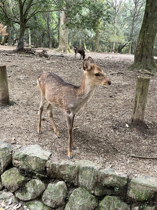 Bambi!