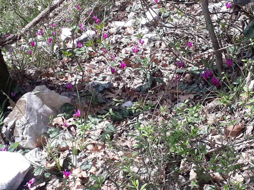 Des forêts pleines de cyclamens