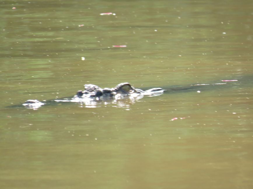 Matara - Mauvais temps, pas de baleines, mais des Salties (crocodiles d'eau salée)