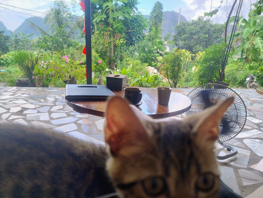 猫咪咖啡馆在Tan Coc 