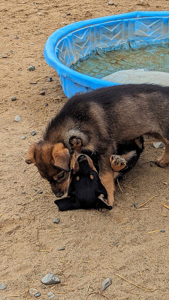 Etiqueta 21: Alrededor de Whitehorse: Cachorros de husky, Lago Esmeralda y el desierto más pequeño del mundo