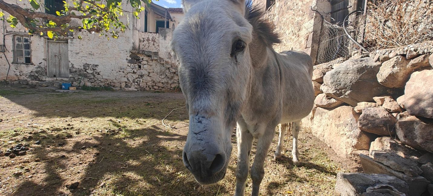 Donkey and Ulli