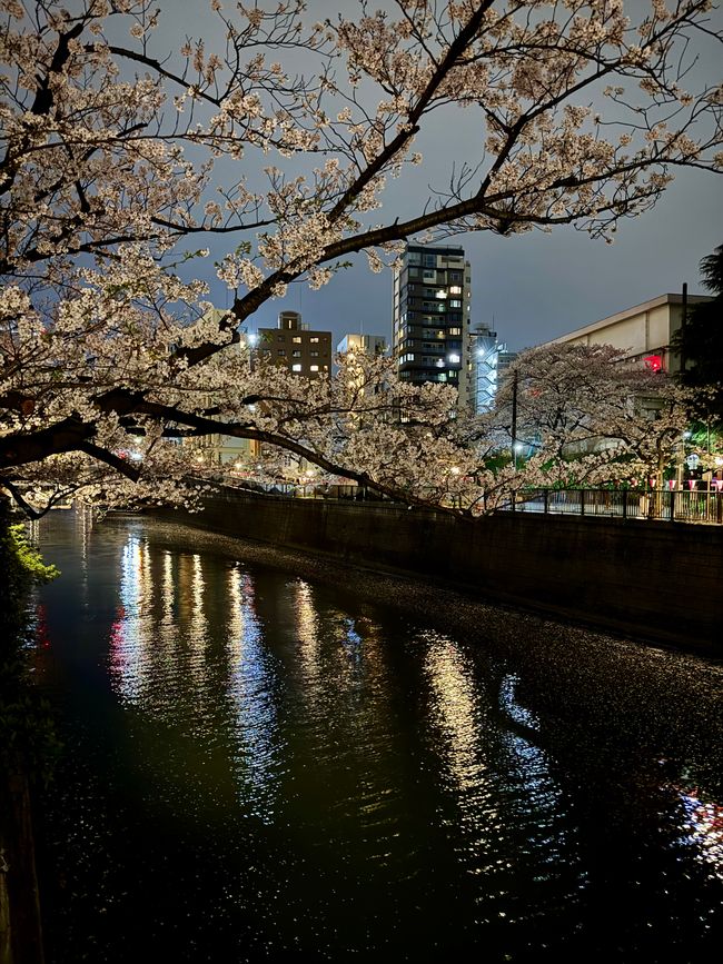 Parte 7
BENVENUTO IN GIAPPONE 🇯🇵
TOKYO