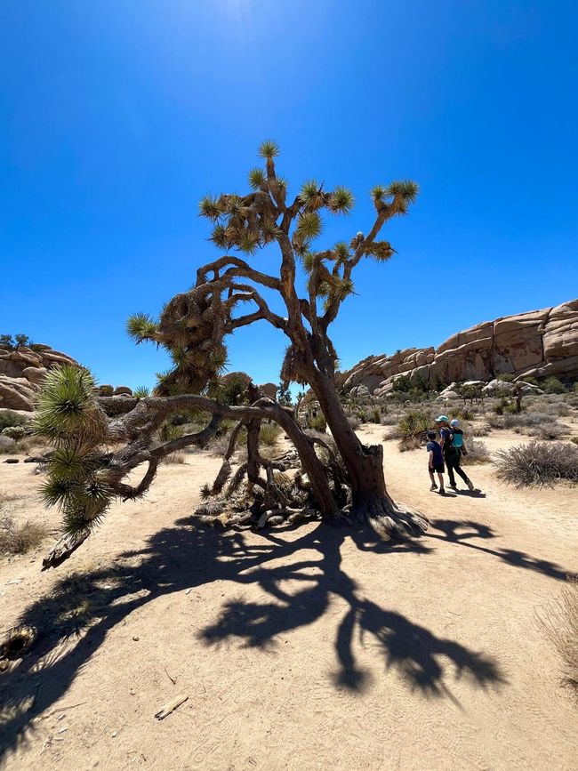 Parc national de Joshua Tree