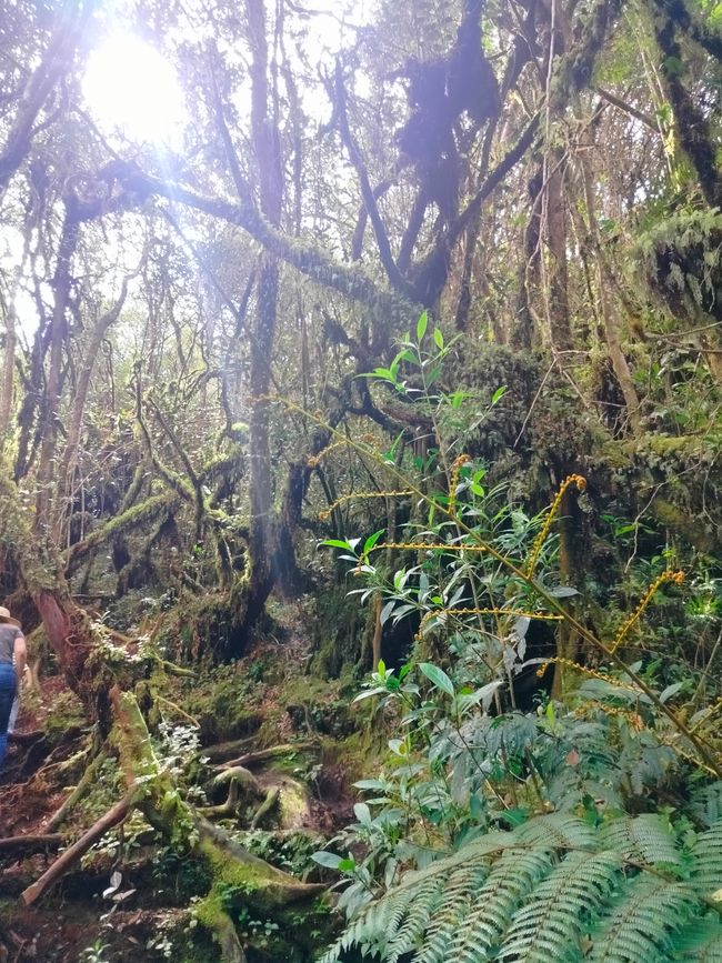 Cameron Highlands