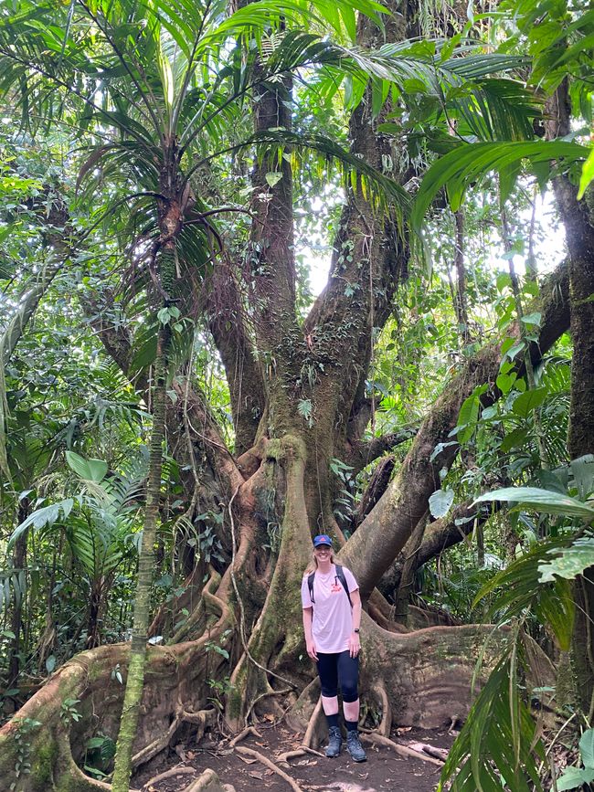 Vulkan Arenal/La Fortuna