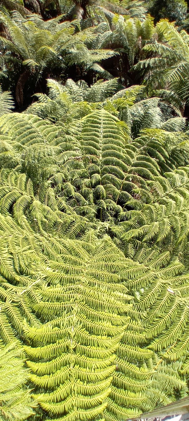Tarra Bulga & Raymond Island