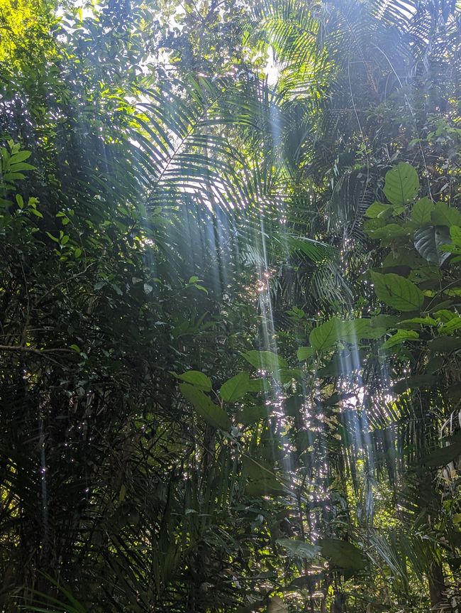 Cat Tien - Dschungel Vibes & Nahtoderfahrungen