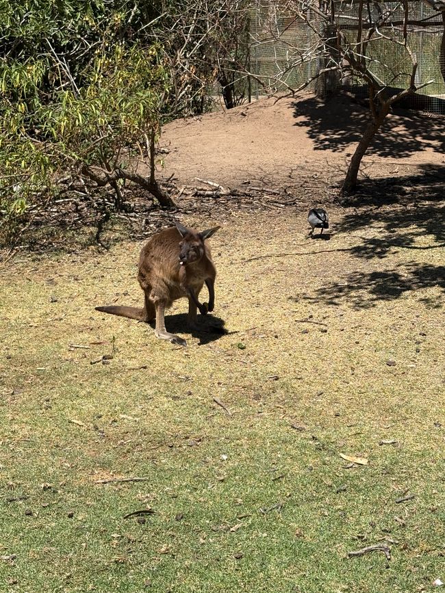 Wiedersehen in Adelaide, 11. und 12.01.25