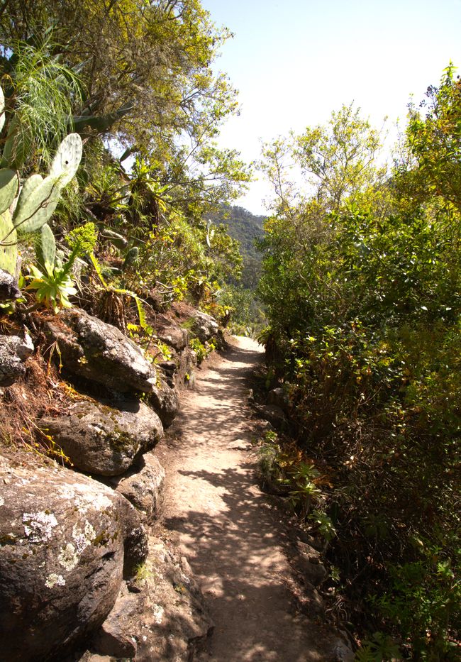 Los Tilos de Moya