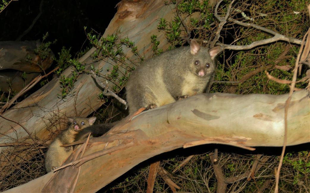 - Singapur & Tasmania 2019 -