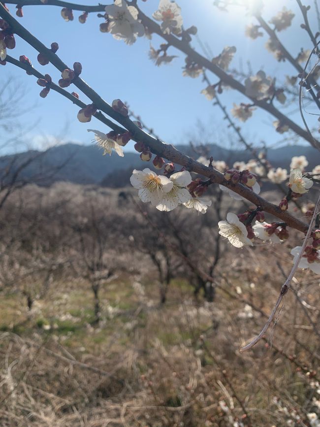 Gwangyang