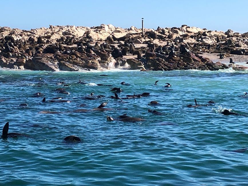 Seerobben-Kolonie und unsagbarer Gestank