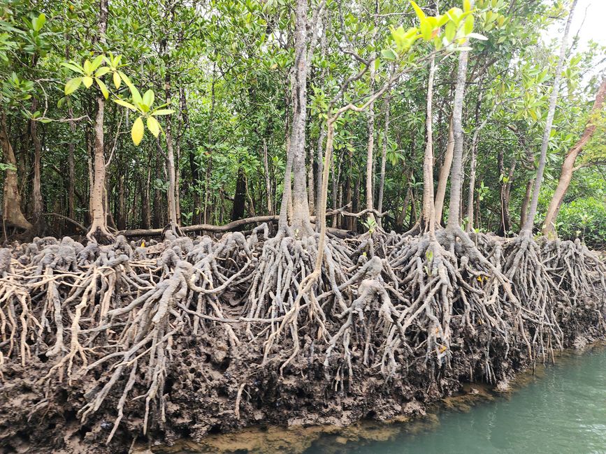 Tag 29, 23. Mai, Daintree