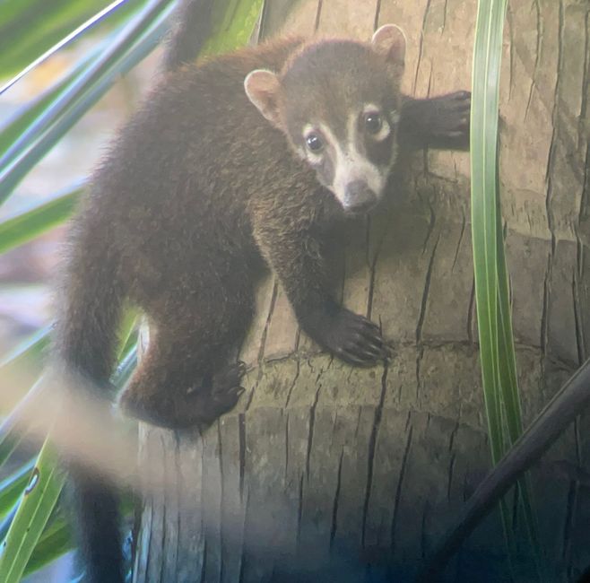 Cucciolo di Coati Mundi a90a