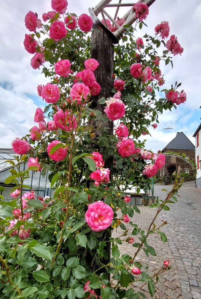 Tour Mosel Maggio 2025