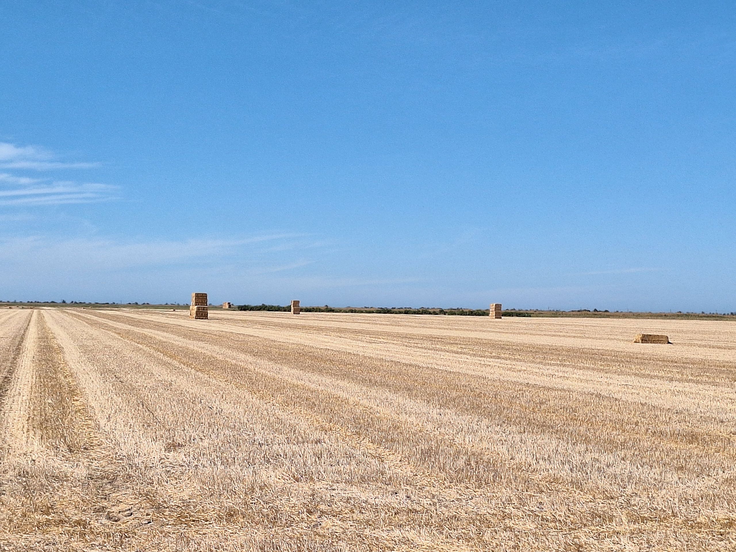 Champ près de Champagné-les-Marais